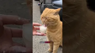 cat drinking milk - COFFIN DANCE SONG COVER