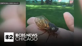 Rare blue-eyed cicada now at Chicago's Field Museum