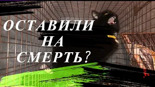 Бросили кошку в ЛЕСУ! До домов -2 км! Чем она провинилась? Почему должна была умереть от голода?