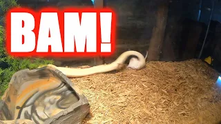 LIVE FEEDING! ALBINO WESTERN DIAMONDBACK RATTLESNAKE, ARGUS MONITOR, AND MEXICAN BEADED LIZARD