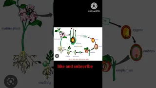 Life cycle of flowering plants🌱 💯#class10#education