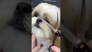 Shih Tzu Haircut