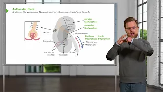 Nierenfunktion und Wasser- & Elektrolythaushalt: Aufbau und Funktion der Niere