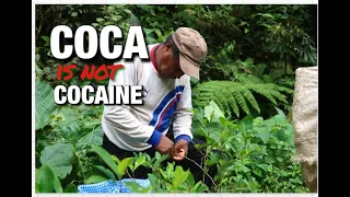 The SACRED South American COCA leaf - indigenous communities