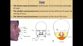 Development of face & palate