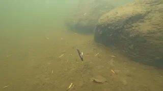 Jackall Rerange 110SP. Подводная съемка. Underwater footage