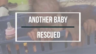 Another Baby Rescued