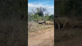 Brother Lion Stops Brother From Hitting Cubs | Hoedspruit Males | Kapama Game Reserve