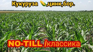 Кукуруза 🌽 после подкормки цинком,бором.Сравнение NO-TILL и классических посевов