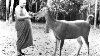 Ajahn Chah - The Peace Beyond