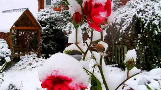 Roses in the snow Yulya Shatunova sings