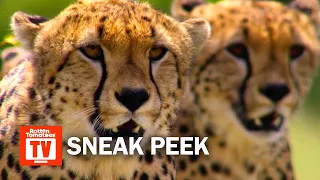 Our Planet Season 1 Sneak Peek | 'Cheetah Hunt' | Rotten Tomatoes TV