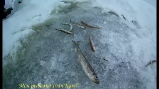 Рыба корюшка,Съёмка под водой Экшен-камера iMAX 🦈 Fish smelt,Shooting underwater Action camera iMAX