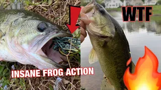 INSANE TOPWATER BLOWUPS  FROG FISHING