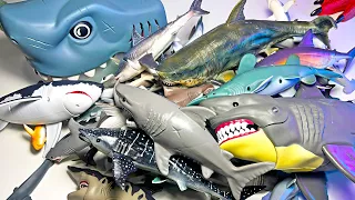 My Entire Sharks Collection - Hammerhead Shark, Whale Shark, Blue Shark, Bull Shark, Mako Shark 13+