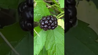 #gardening # blackberries- flower to mouth