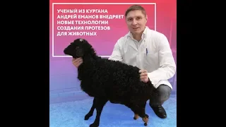 Андрей Еманов о протезировании животных