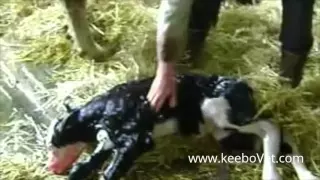 Cesarean Section On Farm Cows, Watch Complete Surgery Performed By Vet Doctors