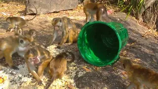 Monkey Funny 🤔😃 || Monkey Fighting ||  Goja Monkey