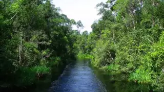 You're Invited to the Borneo Jungle "Rimba Orangutan Eco Lodge"