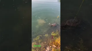 Turtle catch in Ohio