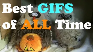 Best Gifs Of All Time!