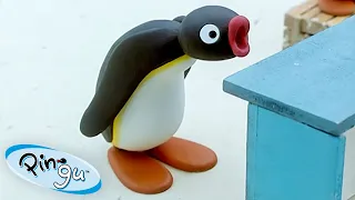 Pingu Loses the Bet 🐧 | Pingu - Official Channel | Cartoons For Kids