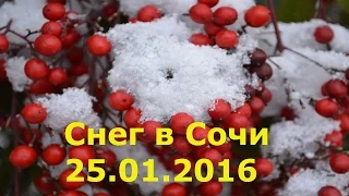 Снег в Сочи. 25.01.2016