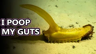 Sea Cucumber facts: fruit of the sea | Animal Fact Files