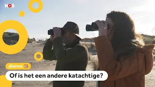 Loopt er een lynx rond in 's Gravenzande?