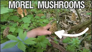 How to find MOREL MUSHROOMS (Tips/Tricks)