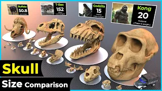 Skull Size Comparison | size Comparison | Biggest skull ☠️