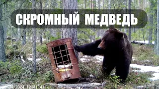 СТЕСНИТЕЛЬНЫЙ МЕДВЕДЬ. Медведь повернул камеру. Видео с фотоловушки BG-310.