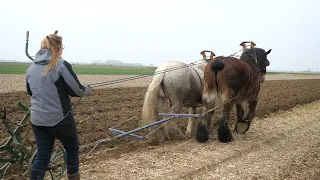 Belgian Draft Horses: women behind the plow