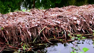 Floating Agriculture in Bangladesh