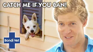 How Does This Dog KEEP ESCAPING?!? | Bondi Vet