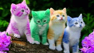 15 Most Rare and Expensive Cat Breed That Really Exist