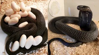 Black Necked Spitting Cobra || Black Cobra King Of Snakes || Most Venomous Snake In The World