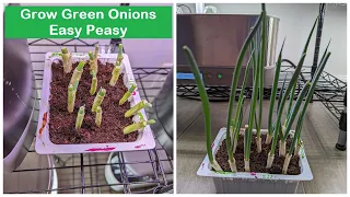 Grow green onions easy peasy using Aerogarden lights and nutrients