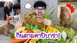 กินตามคาปิบาร่า หมามะพร้าว คาปิบาร่ากินได้ หนูยักษ์น่ารัก #Mukbang #ASMR Capybara Food:ขันติ