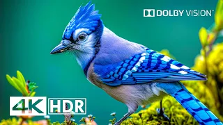 4K HDR 120 FPS - Dolby Vision