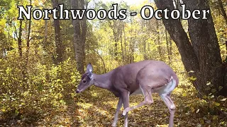 Trail Camera Video - Northwoods October