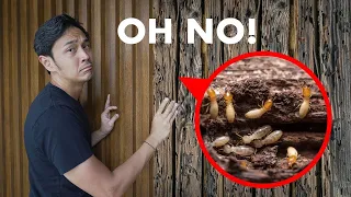 How to Deal With Termites!