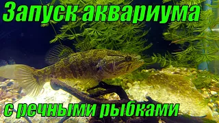 Запуск аквариума с речными рыбками