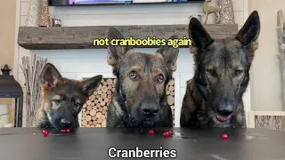 3 German Shepherds Review Foods