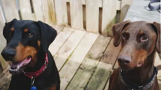 Ferocious Doberman brothers at the spa