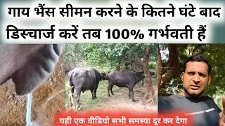 गाय भैंस सीमन कितने घंटे बाद डिस्चार्ज दें गर्भवती || gaay bhains cross semen garbhvati Discharge ?