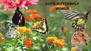 CUTE BUTTERFLIES' WORLD: YOU MAY WATCH : MIND RELAXING