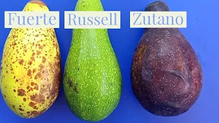 3 varieties Russell- Fuerte -Zutano/ 3 varieties of Avocado planting 5 years