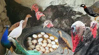 Biggest Turkey Bird Farm | Turkey bird ke bacche | Teetar ke Bache | Moor ke bache | Pak Pets